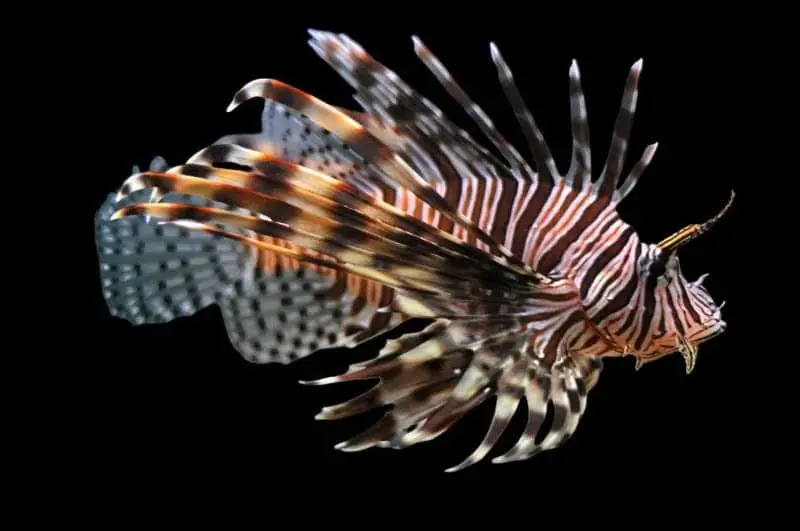 Volitan Lionfish; Africa - Pterois Volitans