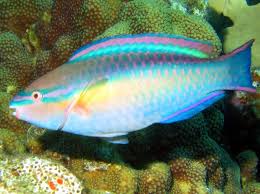 Princess Parrot; Atl. – Paracheilinus filamentosus - Fish