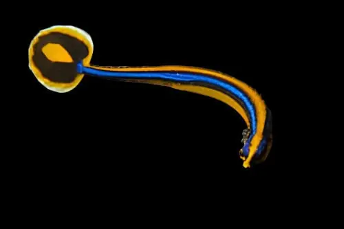Bluestripe Pipefish; Africa – Doryrhamphus excisus
