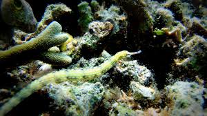 Dragon Pipefish; Haw. – Syngnathoides intestinalis