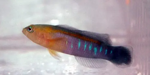 Blue Bar Pseudochromis – Pseudochromis cyanotaenia - Fish