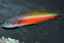 Orange Peel Pseudo; Female – Pseudochromis sp. - Fish