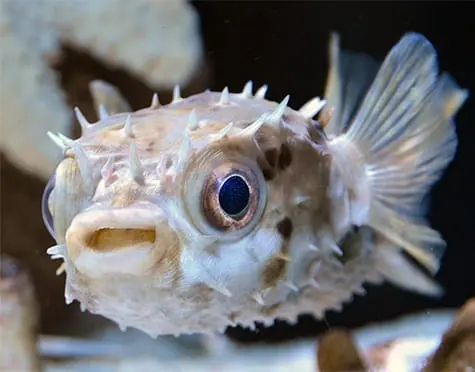 Burr (Porcupine) Puffer; Short Spine - Diodon hystrix