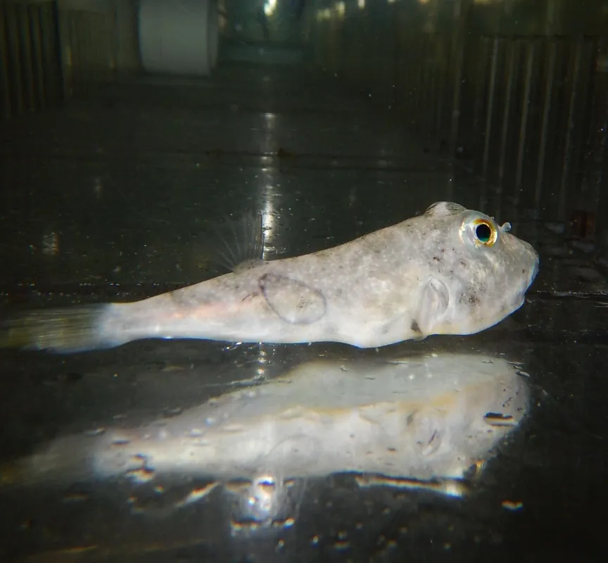 Burrowing Puffer; Mex. – Sphoeroides sp. - Fish