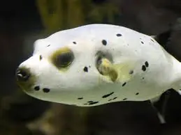 Dogface Puffer; Fiji – Arothron nigropunctatus - Fish