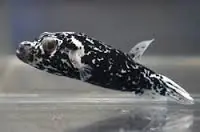 Dogface Puffer; Dalmation; Sol. – Arothron nigropunctatus - Fish