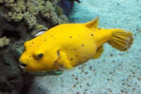 Gold Puffer; Haw. – Arothron meleagris - Fish