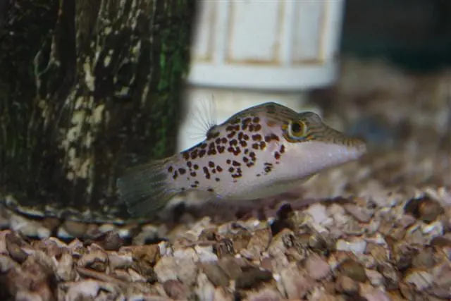 Leopard Puffer – Canthigaster leoparda - Fish