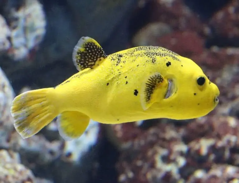 Gold Puffer – Arothron meleagris - Fish