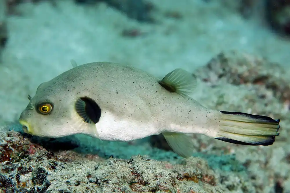 Immaculata Puffer – Arothron immaculata - Fish