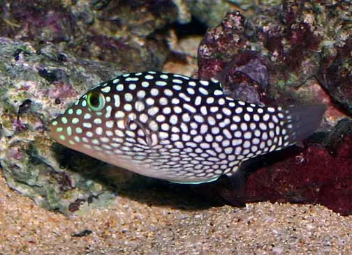 Spotted Puffer; Haw. – Canthigaster jactator - Fish