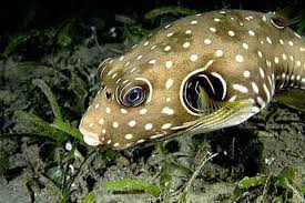 Stars & Stripes Puffer; Fiji – Arothron hispidus - Fish