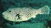 Stellatus Puffer – Arothron stellatus - Fish