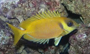 Golden Rabbit Fish – Siganus puelloides
