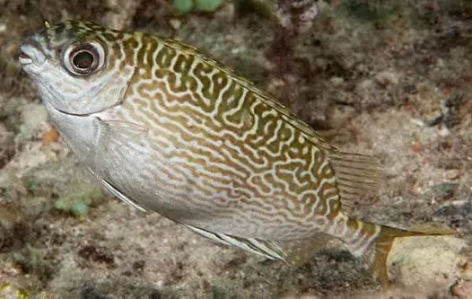 Marbled Rabbit – Siganus spinus - Fish