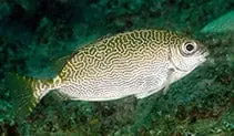Marbled Rabbit; Fiji – Siganus spinus - Fish
