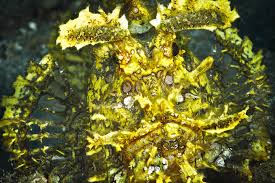 Rhinopias; Yellow Super – Rhinopias sp. - Fish