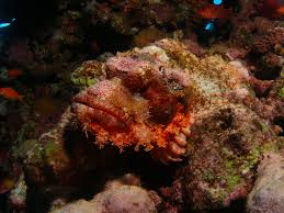 Scorpion Fish – Scopraenopsis sp.