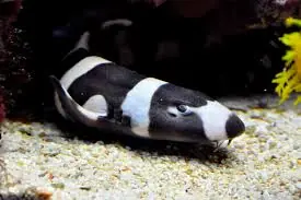 Banded Cat Shark; Tank Raised – Chiloscyllium punctatum - Fish
