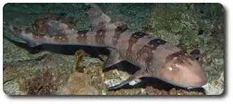 Bamboo Cat Shark; Tank Raised – Chiloscyllium Plagiosum - Fish