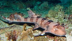 Bamboo Cat Shark – Chiloscyllium Plagiosum - Fish