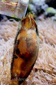 Banded Cat Shark; Egg Case – Chiloscyllium punctatum - Fish