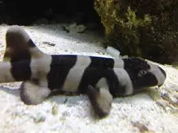 Banded Cat Shark – Chiloscyllium punctatum - Fish