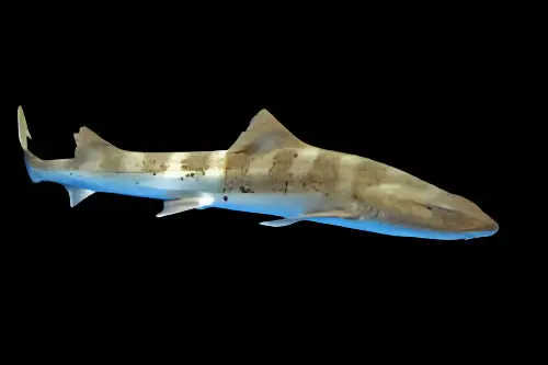 Leopard Shark Japan Triakis scyllium - Fish