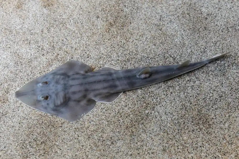 Shovelnose (Guitar Fish) Shark; ATL – Rhinobatos lentiginosus