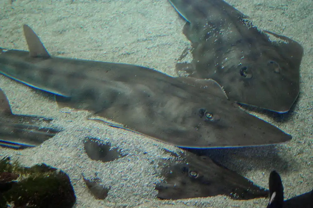 Shovelnose Shark – Rhinobatos productus - Fish