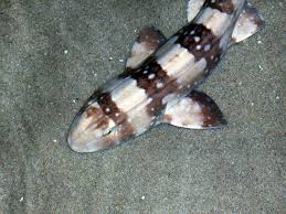 White Spotted Bamboo Shark; TR – Chiloscyllium plagiosum - Fish