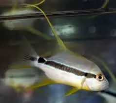 Hifin Snapper – Symphorichthys spirulus - Fish