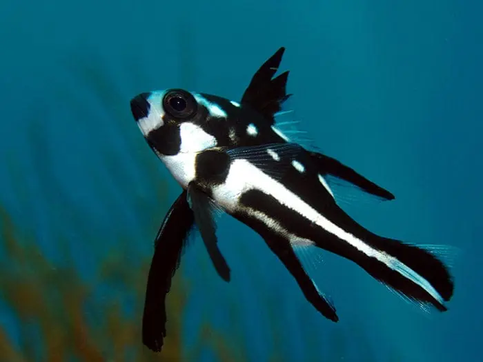 Macolor Snapper – Macolor niger - Fish