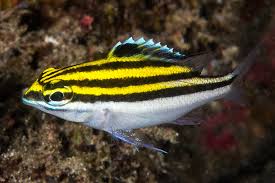 Two Line Snapper; Fiji – Scolopsis bilineatus - Fish