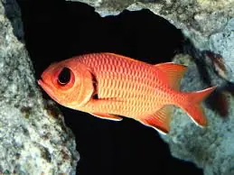 Bigeye Soldierfish; Haw. – Myripristis sp.