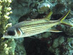 Metallic Squirrel Fish; Fiji – Neoniphon sammara