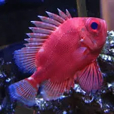 Pop Eyed Catalufa – Pristigenys serrula - Fish
