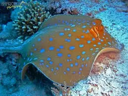 Blue Spot Stingray; Round – Taeniura lymma - Fish