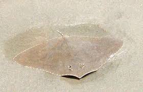 Butterfly Stingray; Japan – Gymnura japonica - Fish