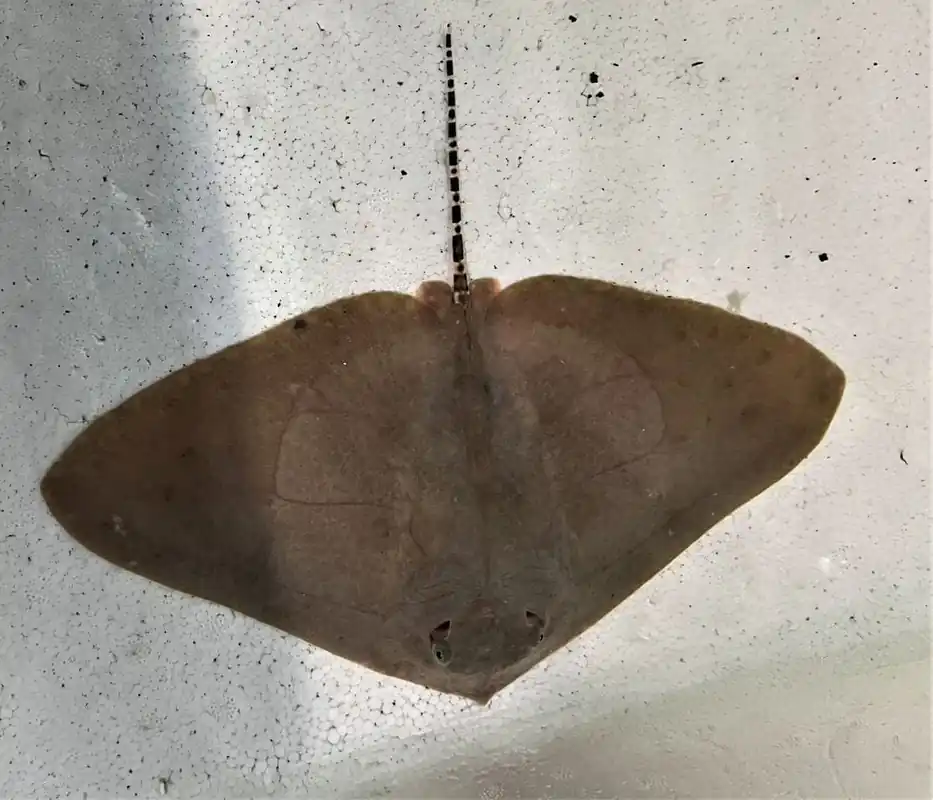 Longtail Butterfly Ray – Gymnura poecilura - Fish