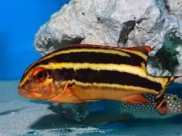Yellow Lined Sweetlips – Plectorhinchus diagrammus - Fish