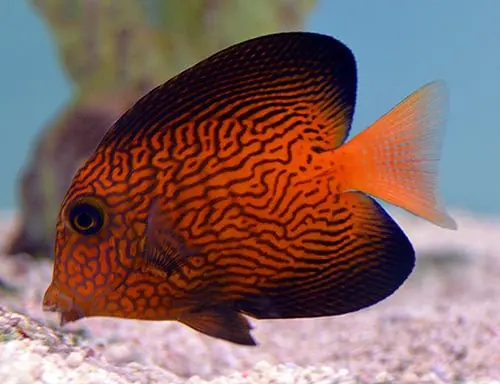 Chevron Tang Marshall islands Ctenochaetus hawaiiensis - Fish