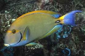 Dussumier Tang; Haw. – Acanthurus dussumieri - Fish