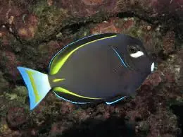 Gold Rim Tang; Fiji – Acanthurus glaucopareius - Fish