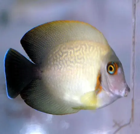 Half Black Mimic Tang Acanthurus pyroferus - Fish