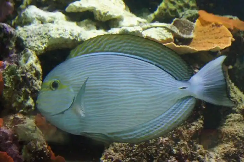 Mata Tang Hawaii Acanthurus mata - Fish