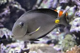 Monroviae Tang; Africa – Acanthurus monroviae - Fish