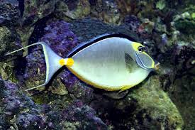 Male Naso Tang Naso lituratus - Fish