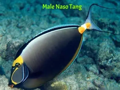 Male Naso Tang Hawaii Naso lituratus - Fish