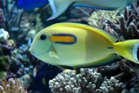 Orange Shoulder Tang; Haw. – Acanthurus olivaceus - Fish